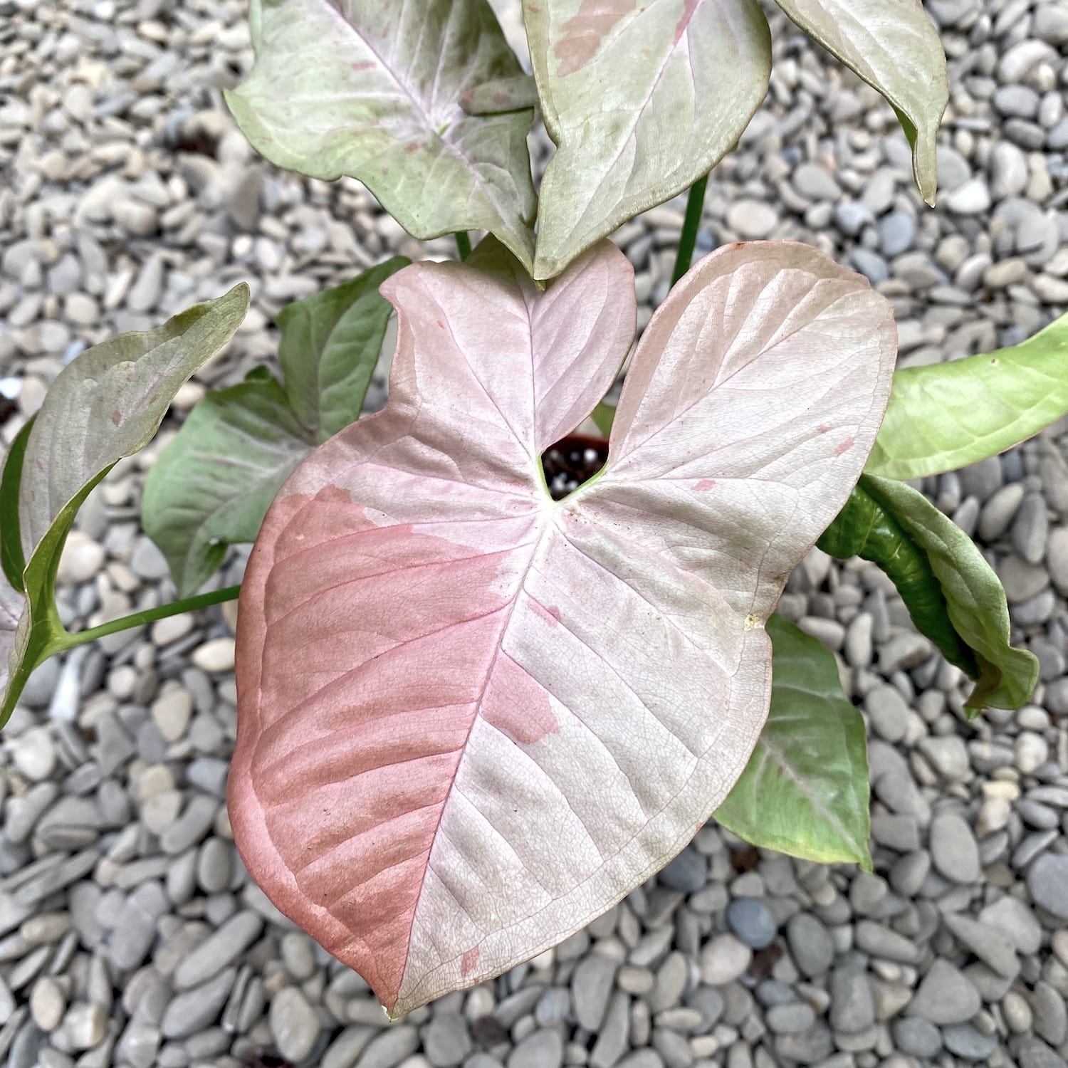 Syngonium Pink Spot