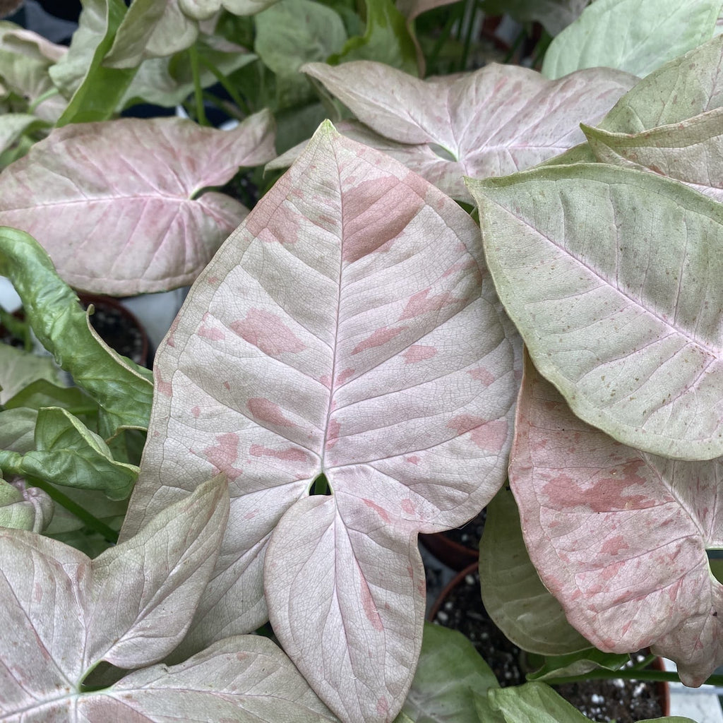 Syngonium rózsaszín folt