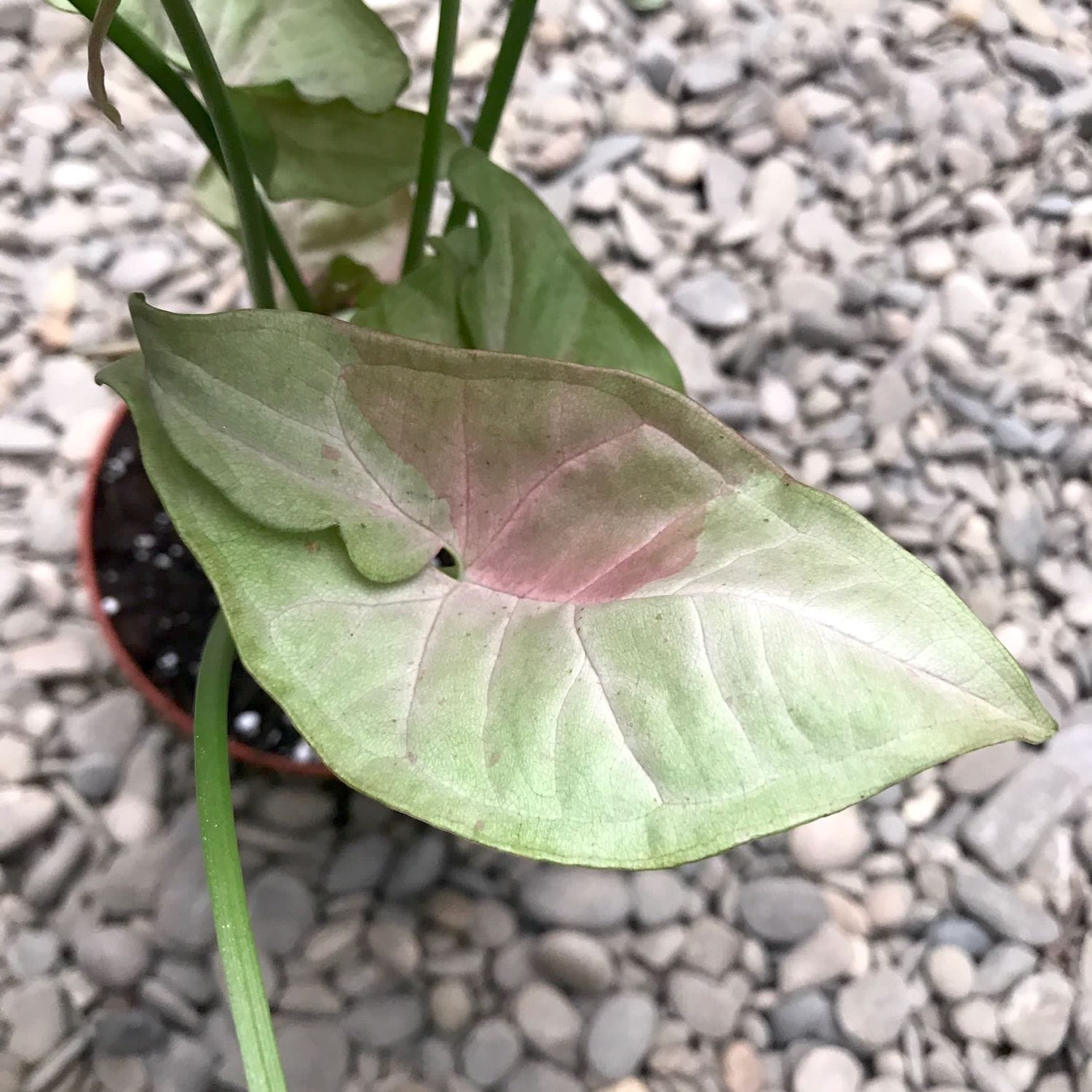 Syngonium Pink Spot