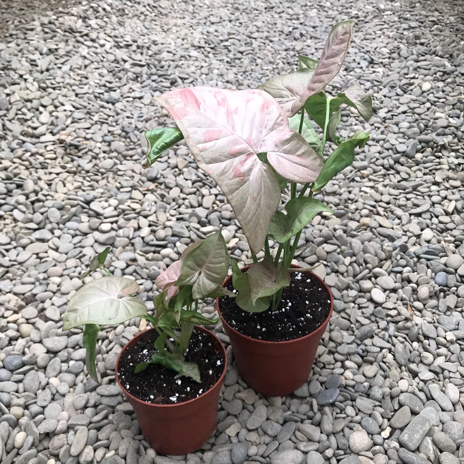 Syngonium Pink Spot
