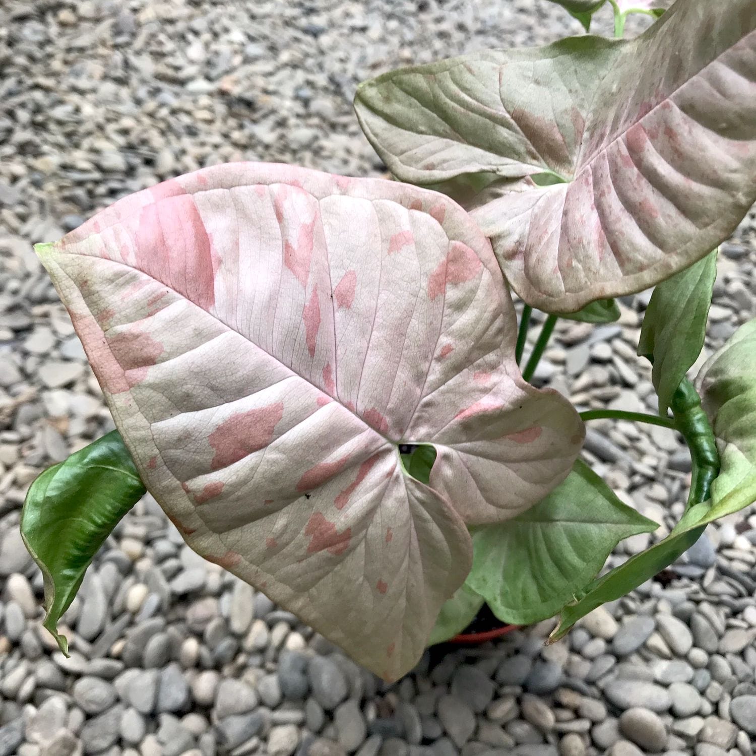 Syngonium Pink Spot