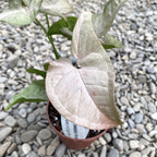 Syngonium Růžová Skvrna