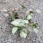 Syngonium Růžová Skvrna