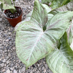 Syngonium Růžová Skvrna