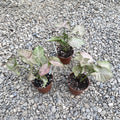 Syngonium Pink Spot
