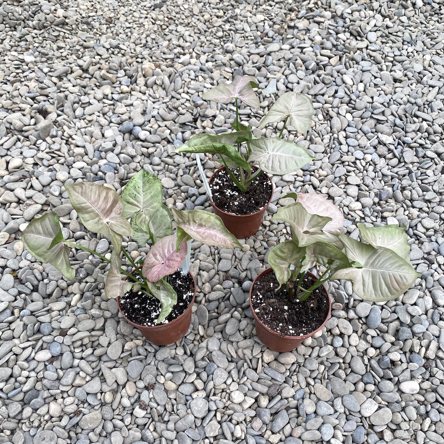 Syngonium Pink Spot