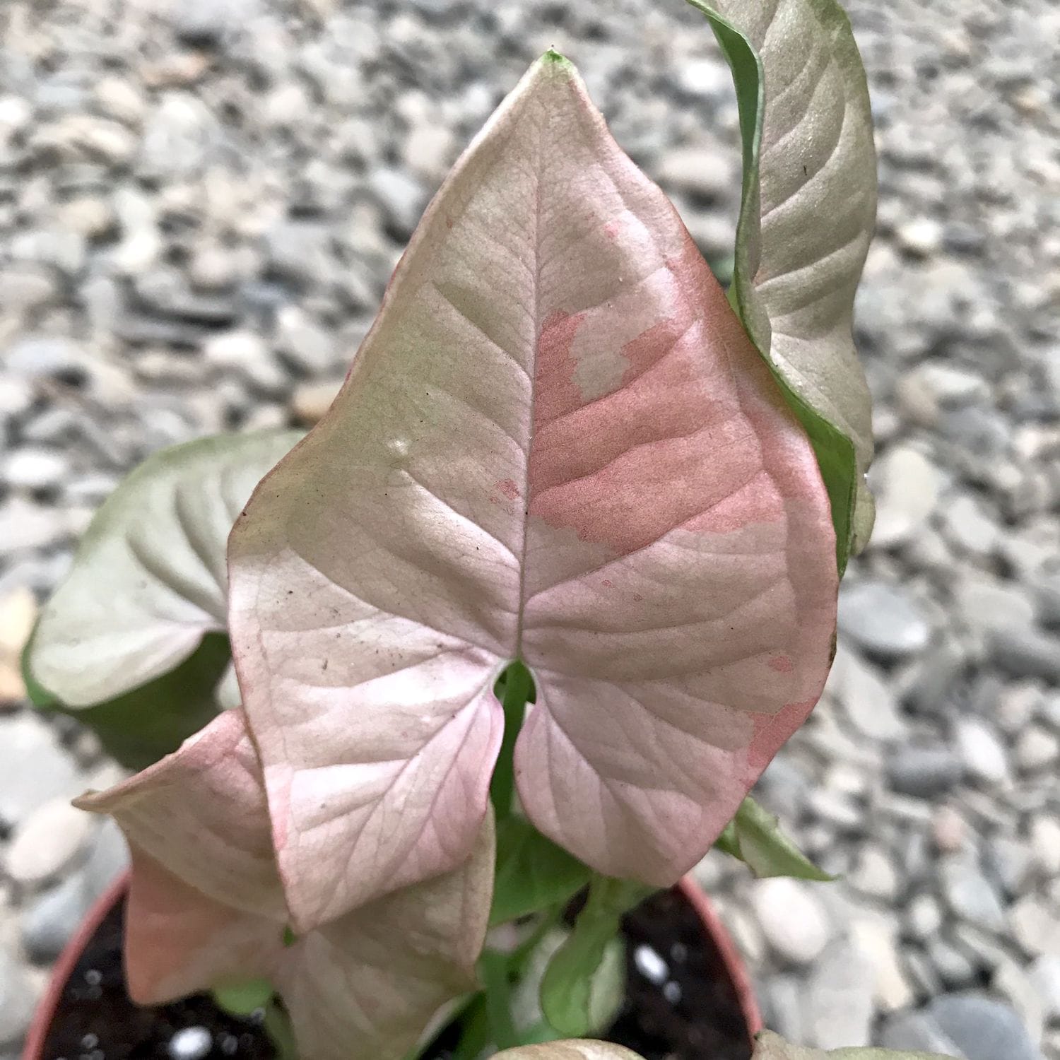 Syngonium Pink Spot