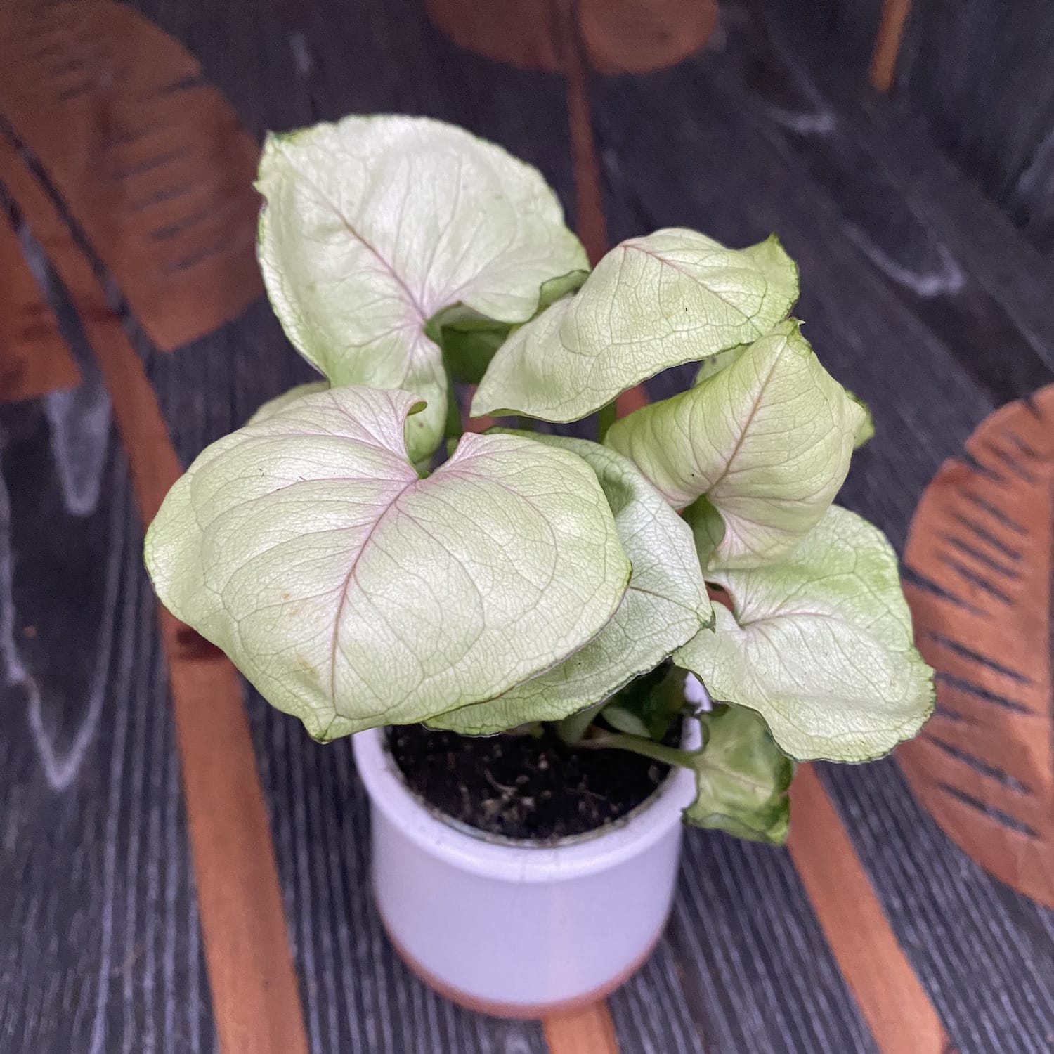 Syngonium Podophyllum Roxana * babyplant