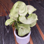 Syngonium Podophyllum Roxana * planta bebé