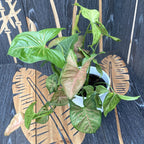 Syngonium Regina Red - XL δείγματα