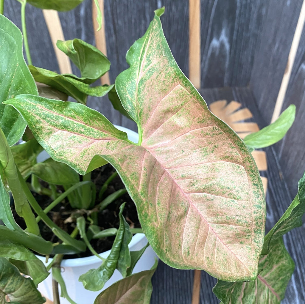 Syngonium Regina Red - XL Exemplare