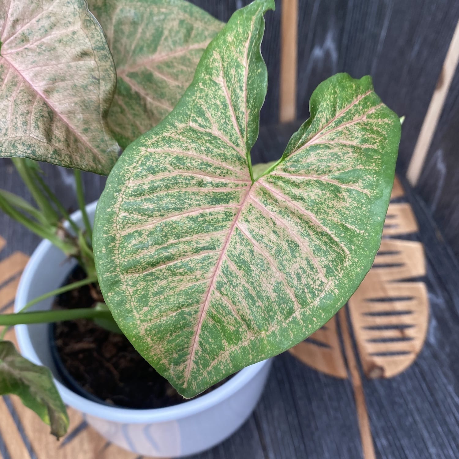 Syngonium Regina Red - exemplare XL