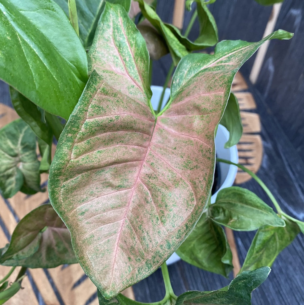 Syngonium Regina Red - XL Exemplare
