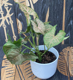 Syngonium Regina Red - XL δείγματα