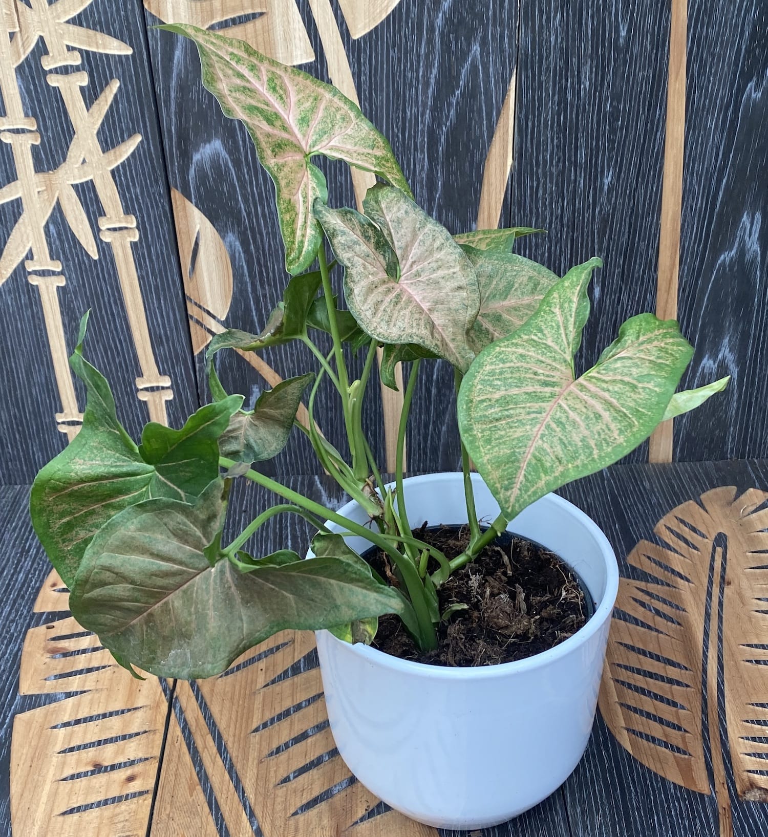 Syngonium Regina Red - exemplare XL