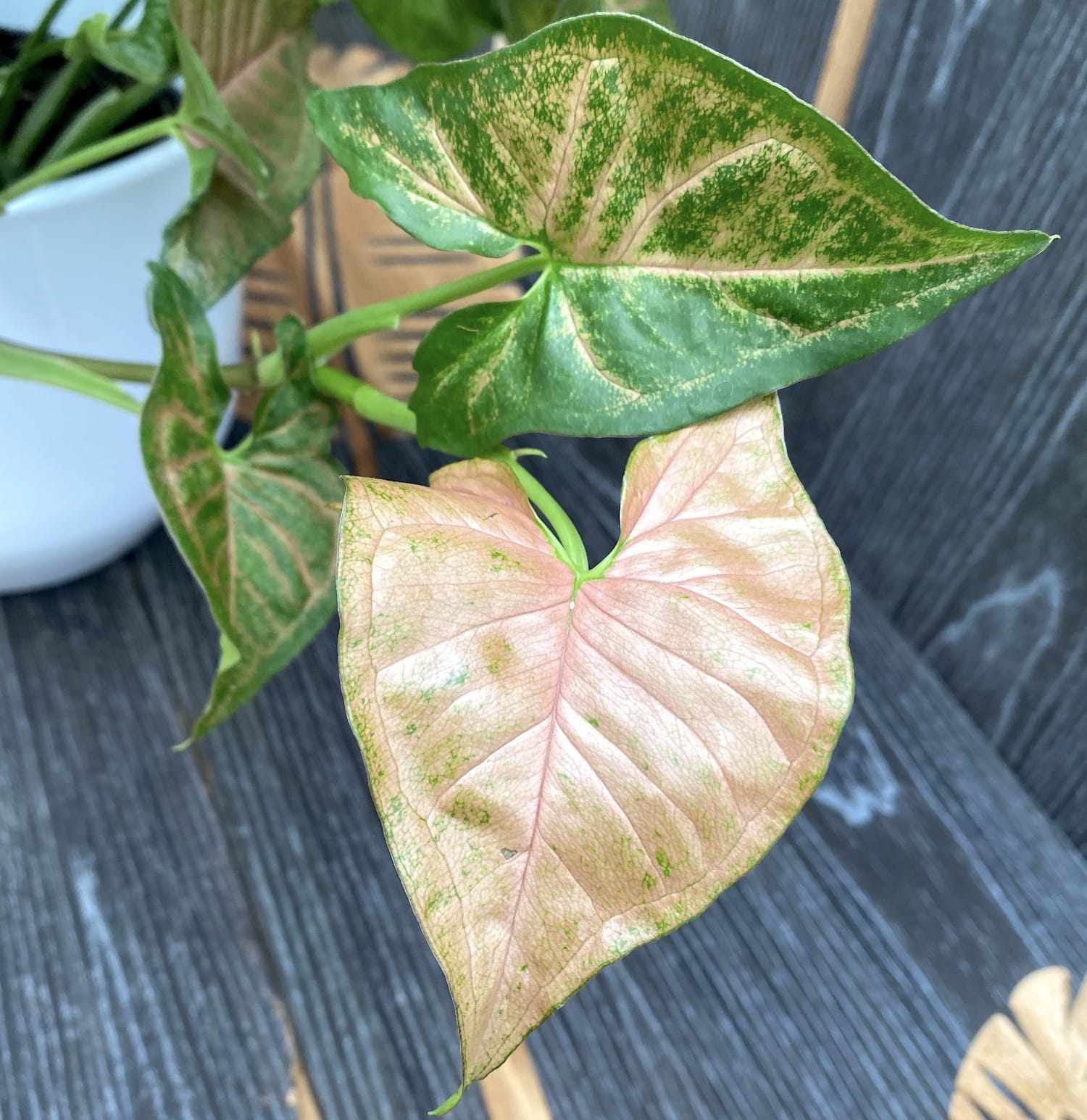 Syngonium Regina Red - exemplare XL