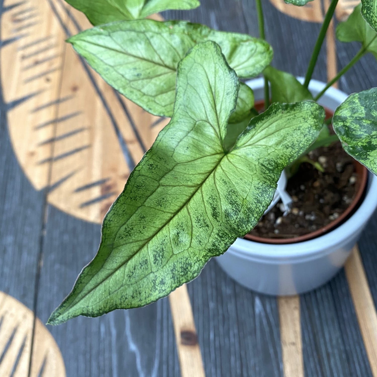 Syngonium 'Green Splash' D12