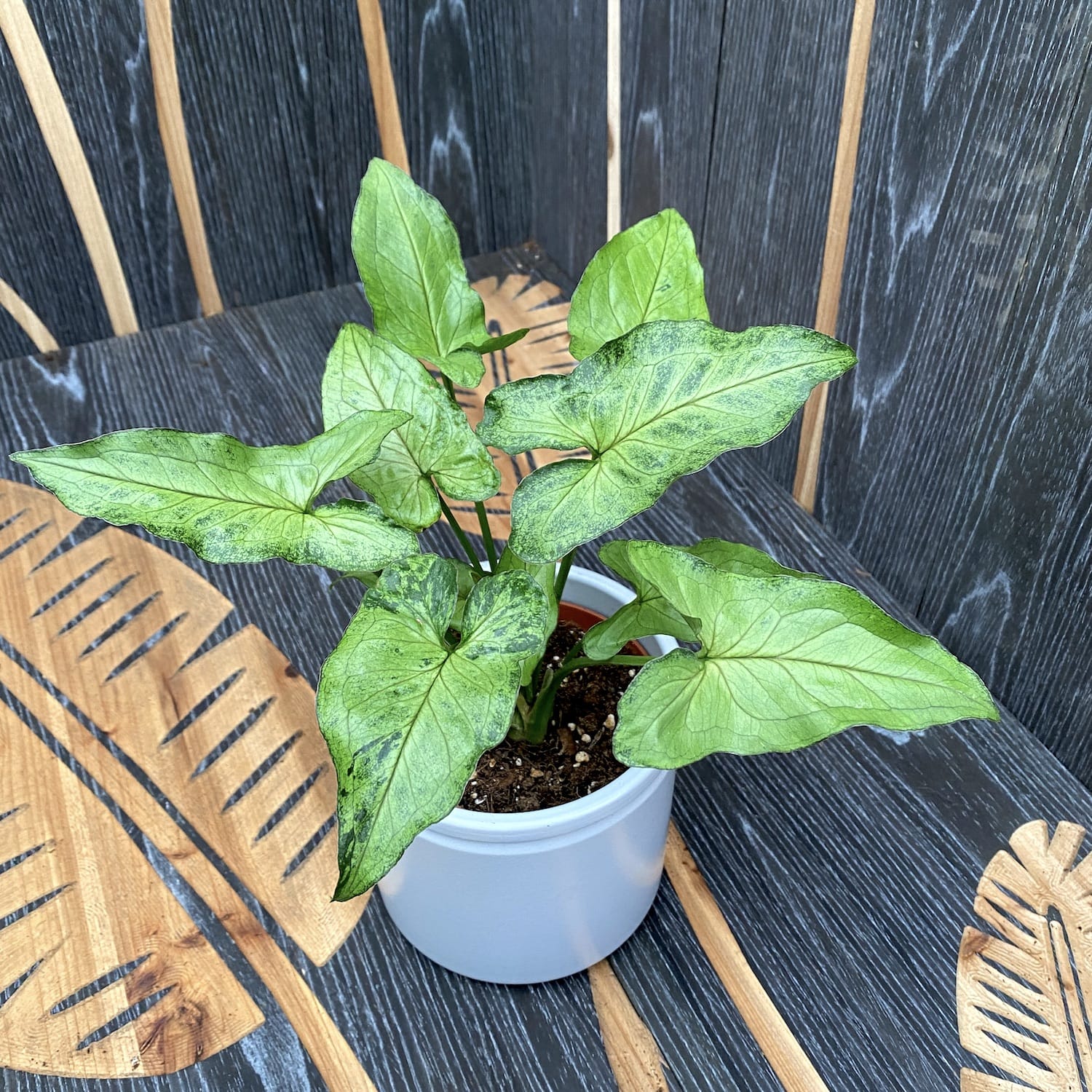 Syngonium 'Green Splash' D12