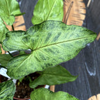 Syngonium 'Green Splash' D12