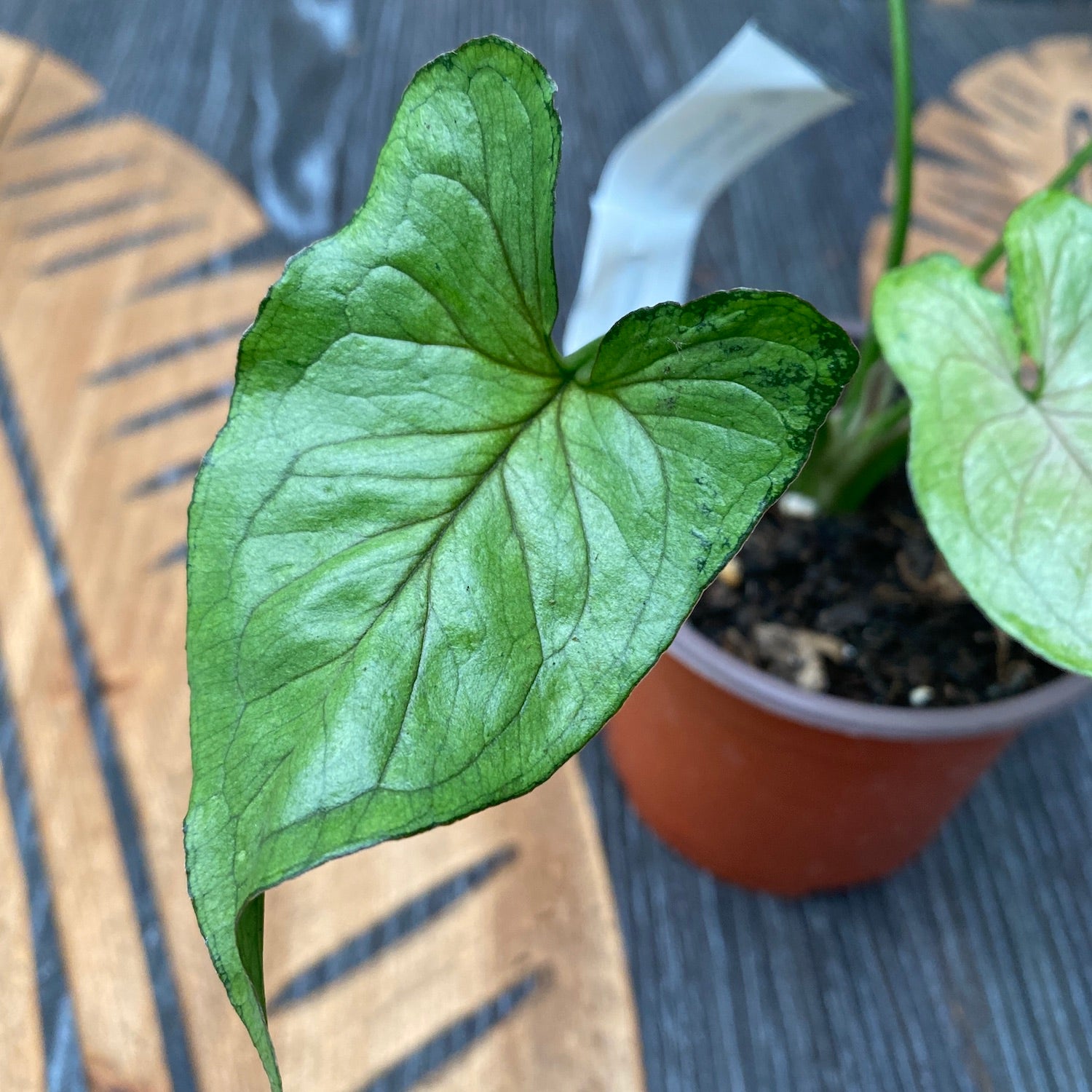 Syngonium 'Green Splash' D10