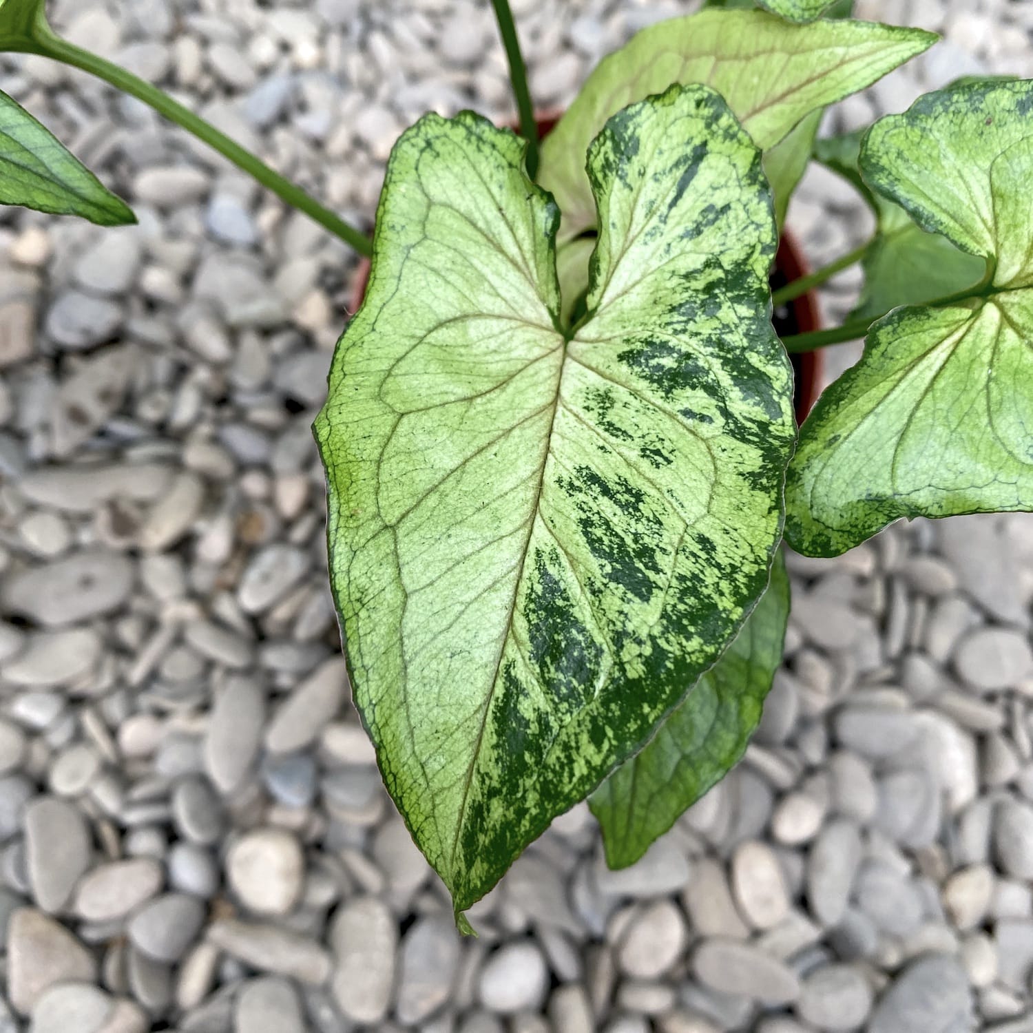 Syngonium 'Green Splash' D12