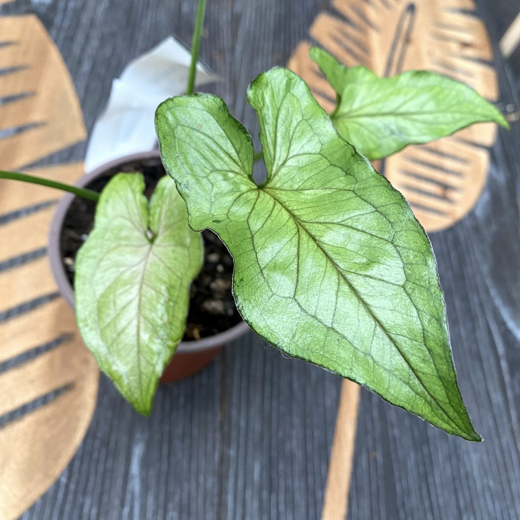 Syngonium 'Green Splash' D10