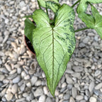 Syngonium 'Green Splash' D12