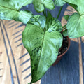 Syngonium 'Green Splash' D10