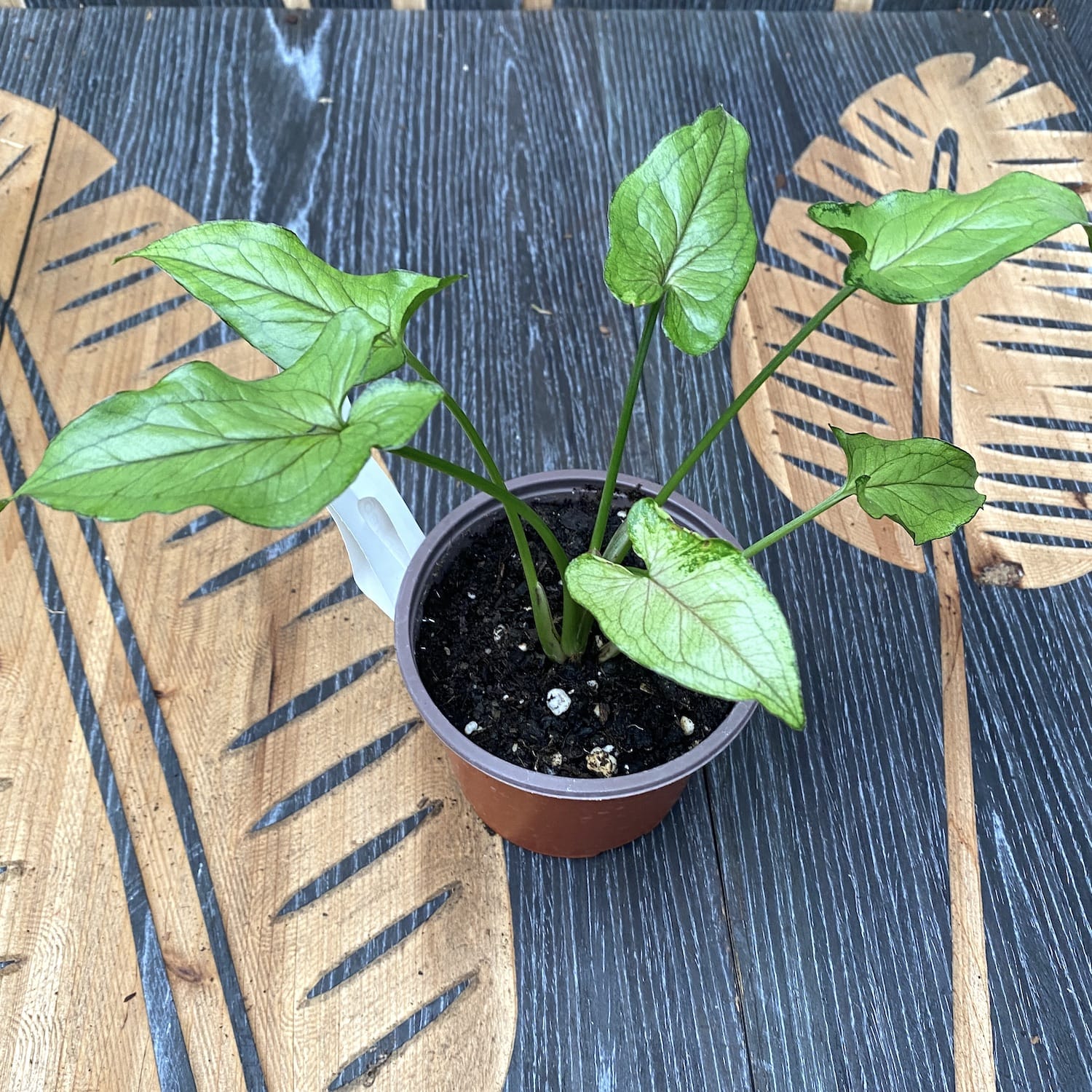 Syngonium 'Green Splash' D10