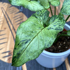 Syngonium 'Green Splash' D12