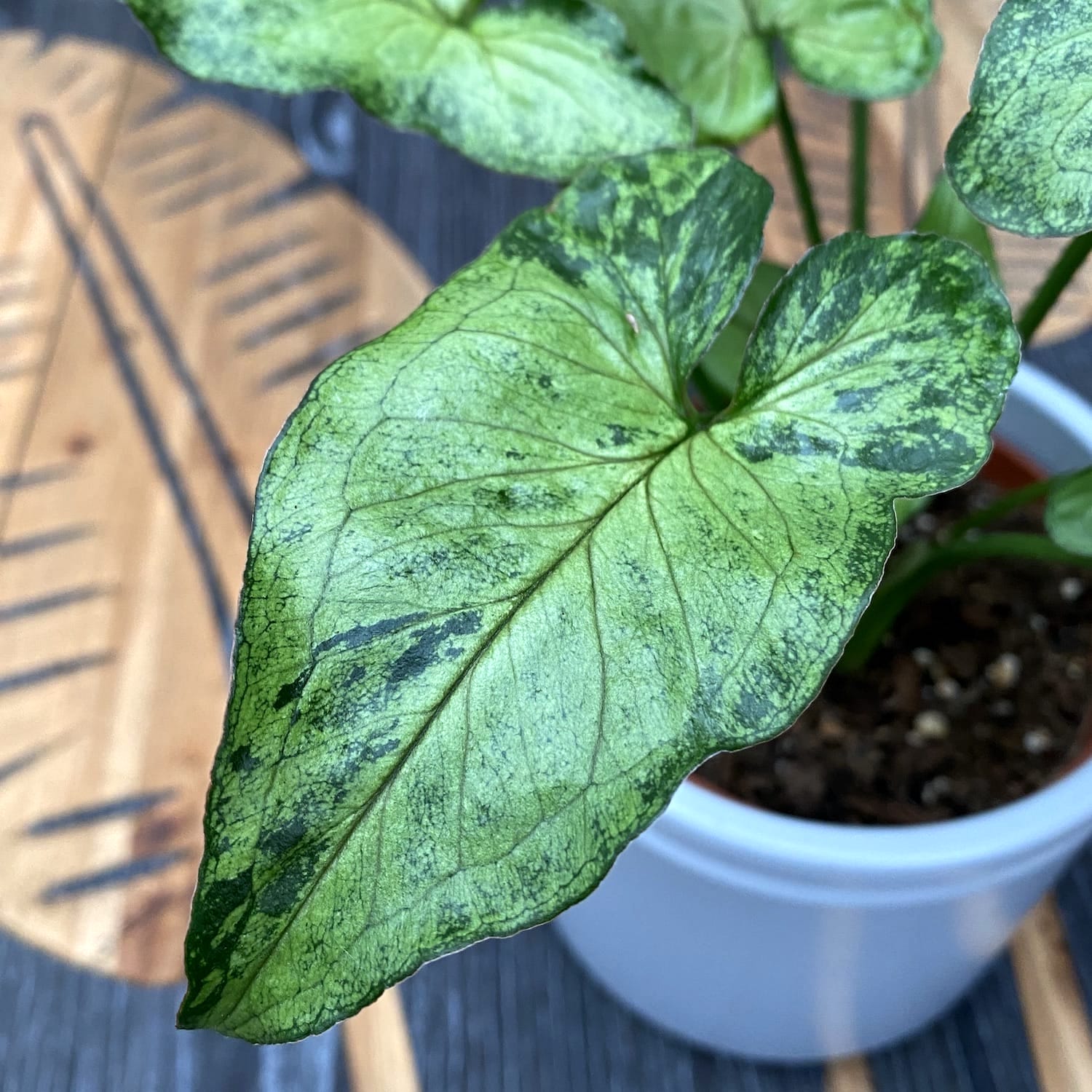Syngonium 'Green Splash' D12