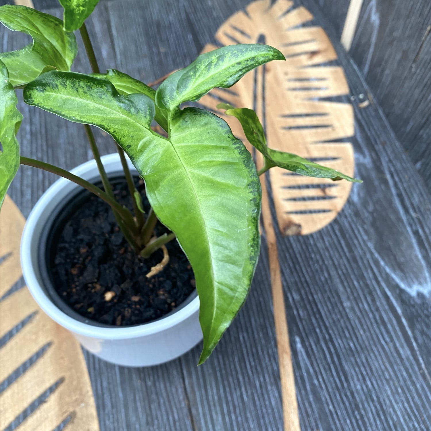 Syngonium angustatum (Arrowhead Vine)