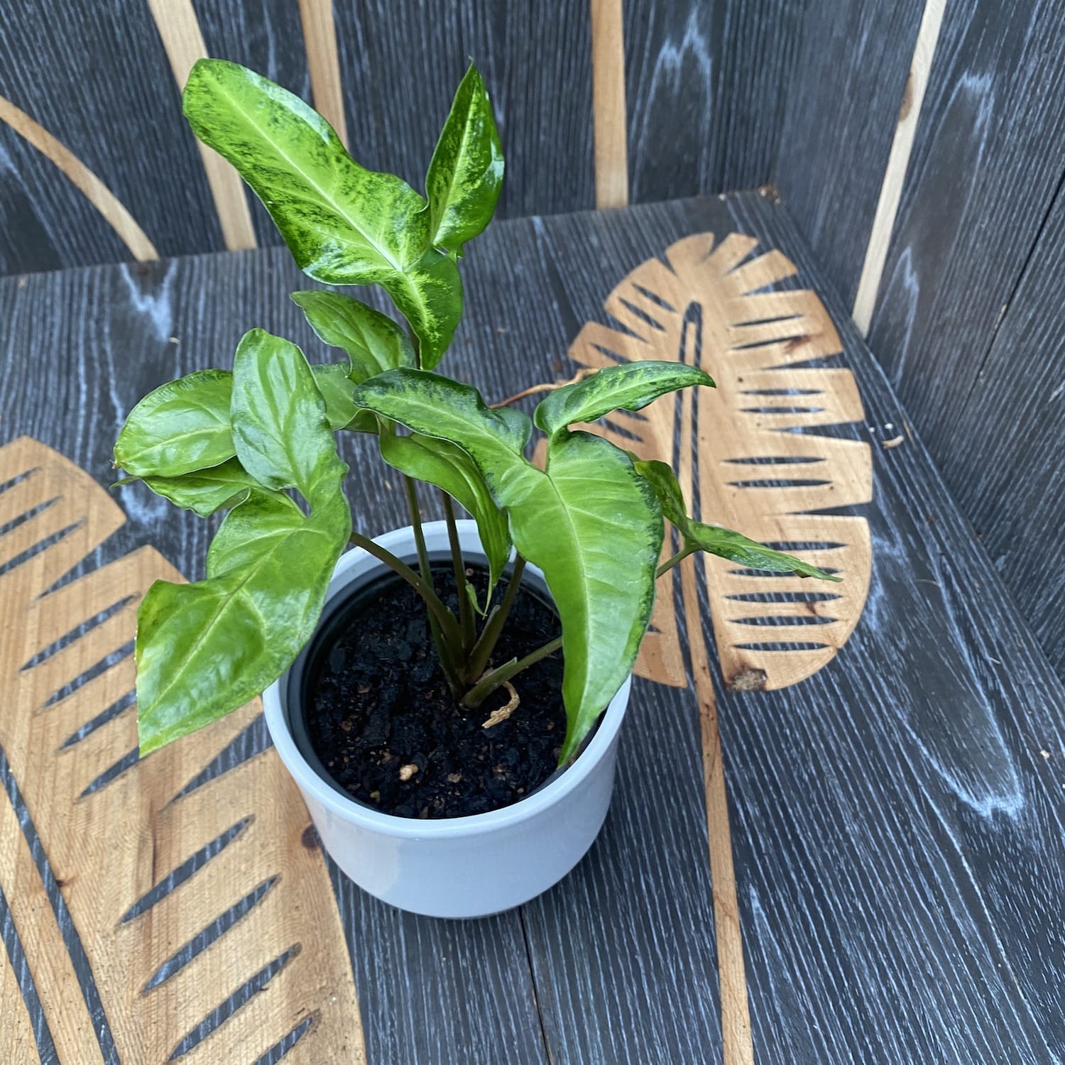 Syngonium angustatum (Arrowhead Vine)