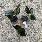 Syngonium erythrophyllum ‘Llano Carti Road’ *vauvakasvi