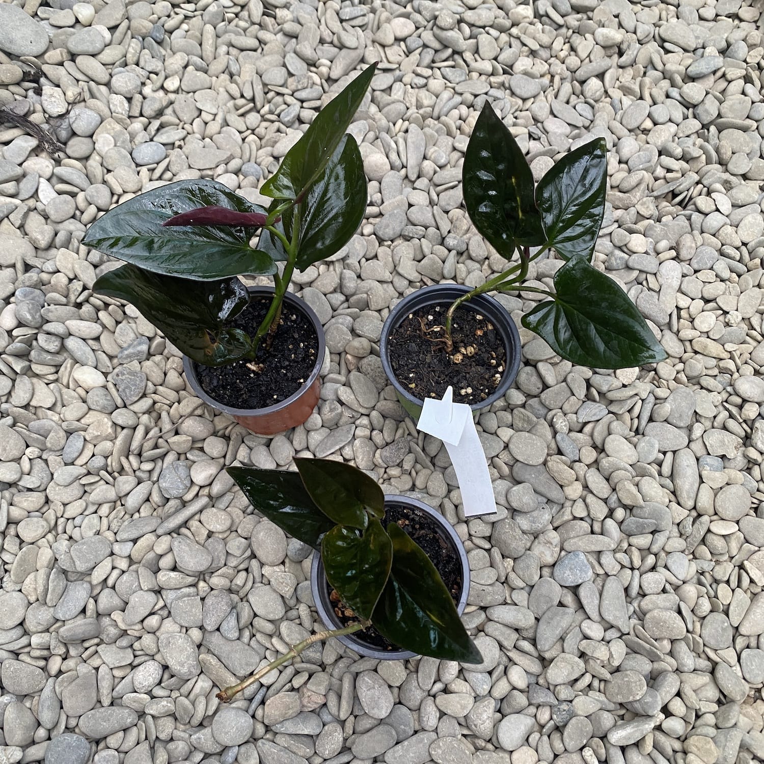 Syngonium erythrophyllum ‘Llano Carti Road’ *babyplant