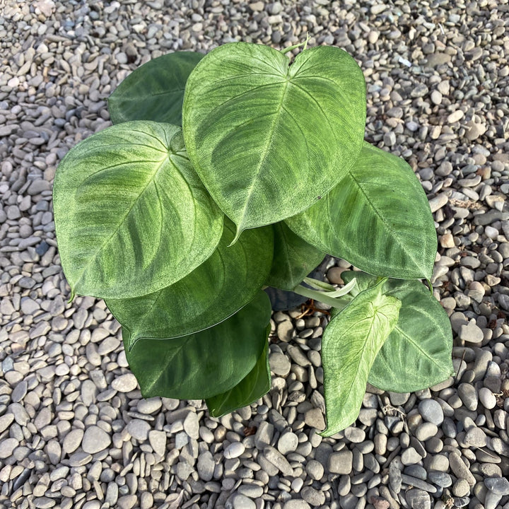 Syngonium macrophyllum 'Ice Frost' (Frosted Heart)