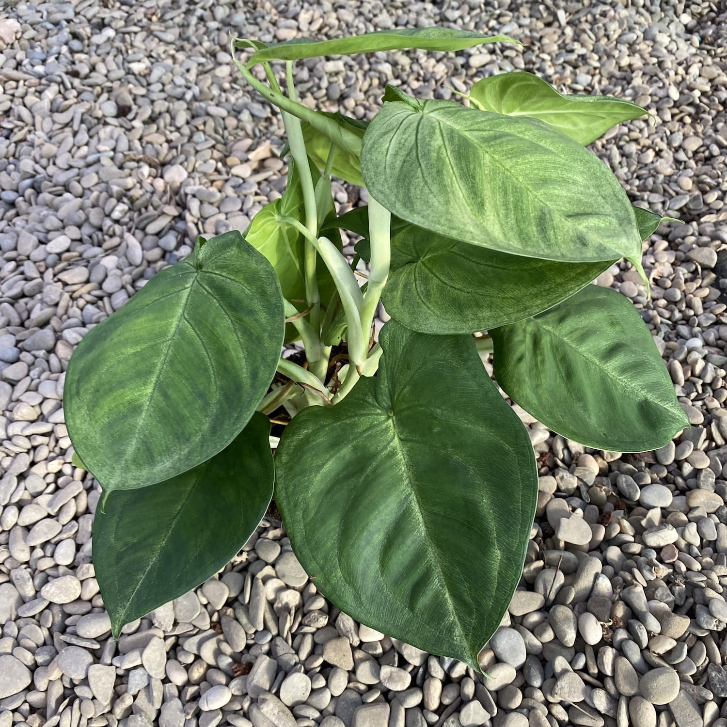 frosted heart philodendron Syngonium macrophyllum 'Ice Frost' (Frosted Heart)
