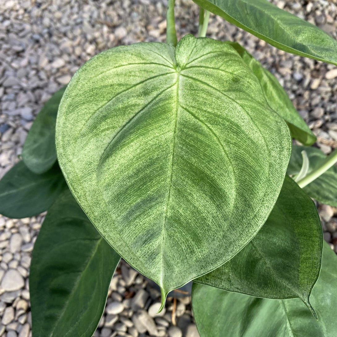 Syngonium macrophyllum 'Ice Frost' (Frosted Heart)
