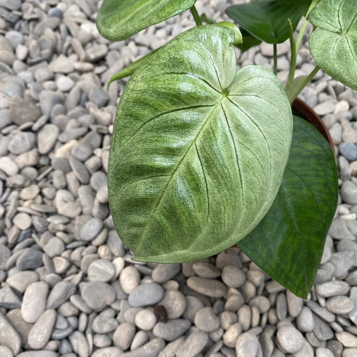 Syngonium macrophyllum 'Ice Frost' (Frosted Heart)