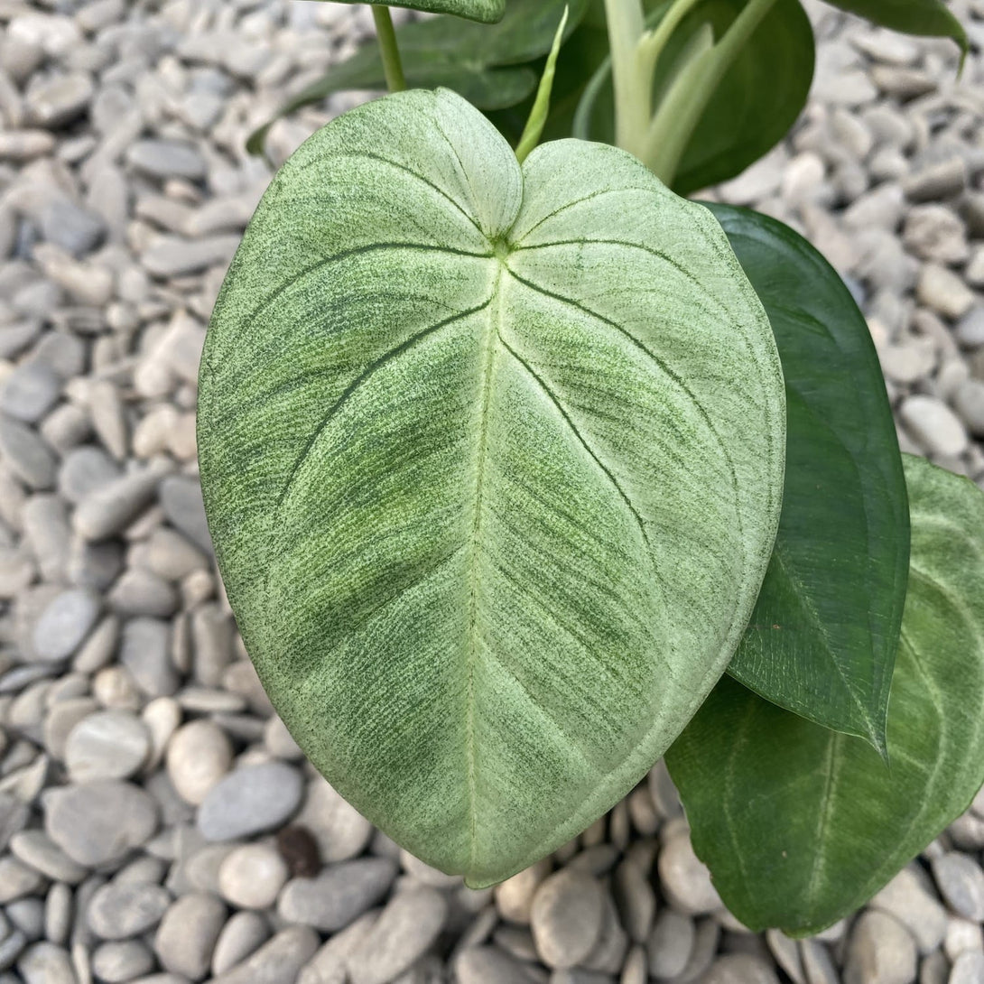 Syngonium macrophyllum 'Ice Frost' (Frosted Heart)