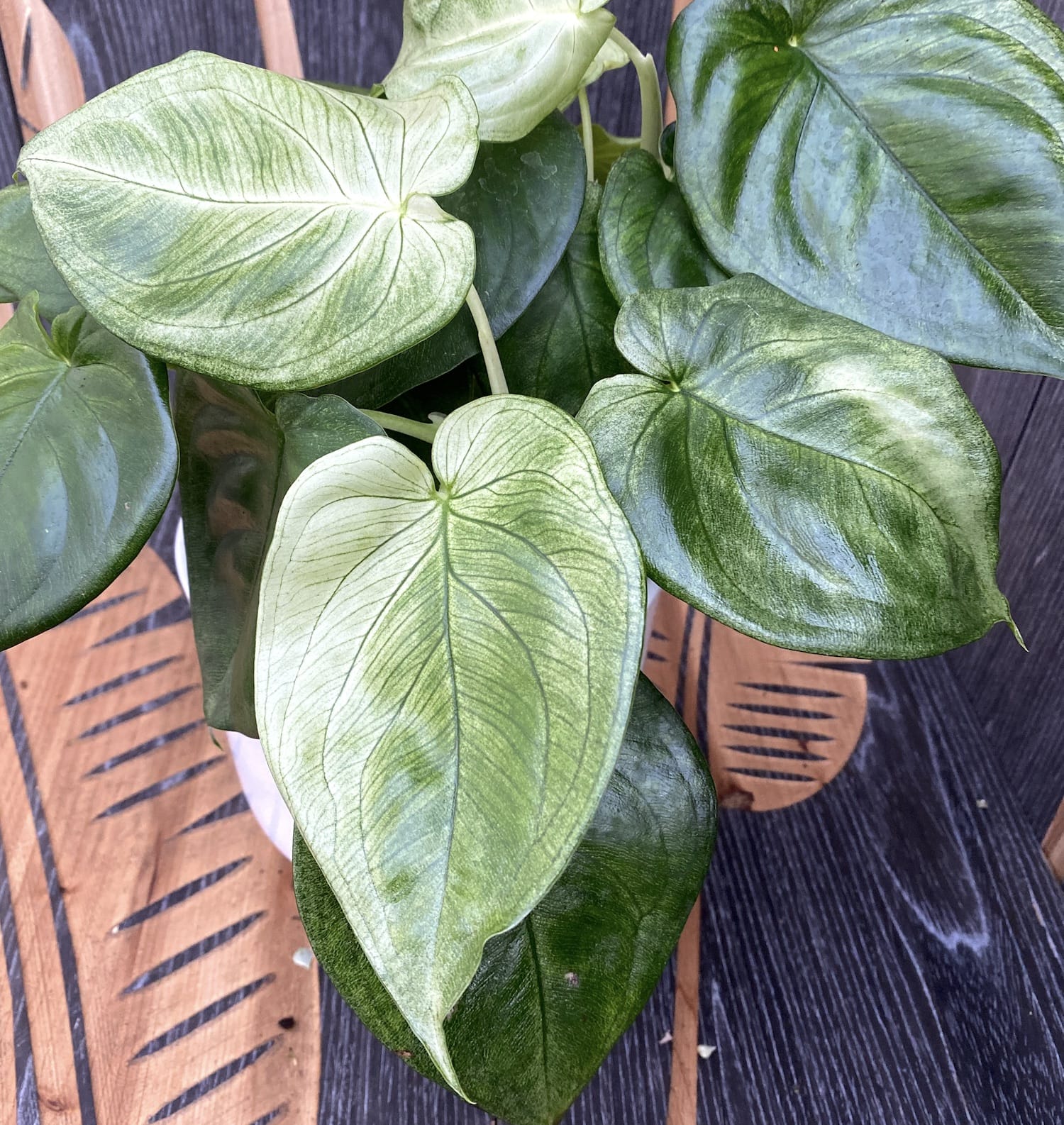 Syngonium macrophyllum 'Ice Frost' (Frosted Heart)