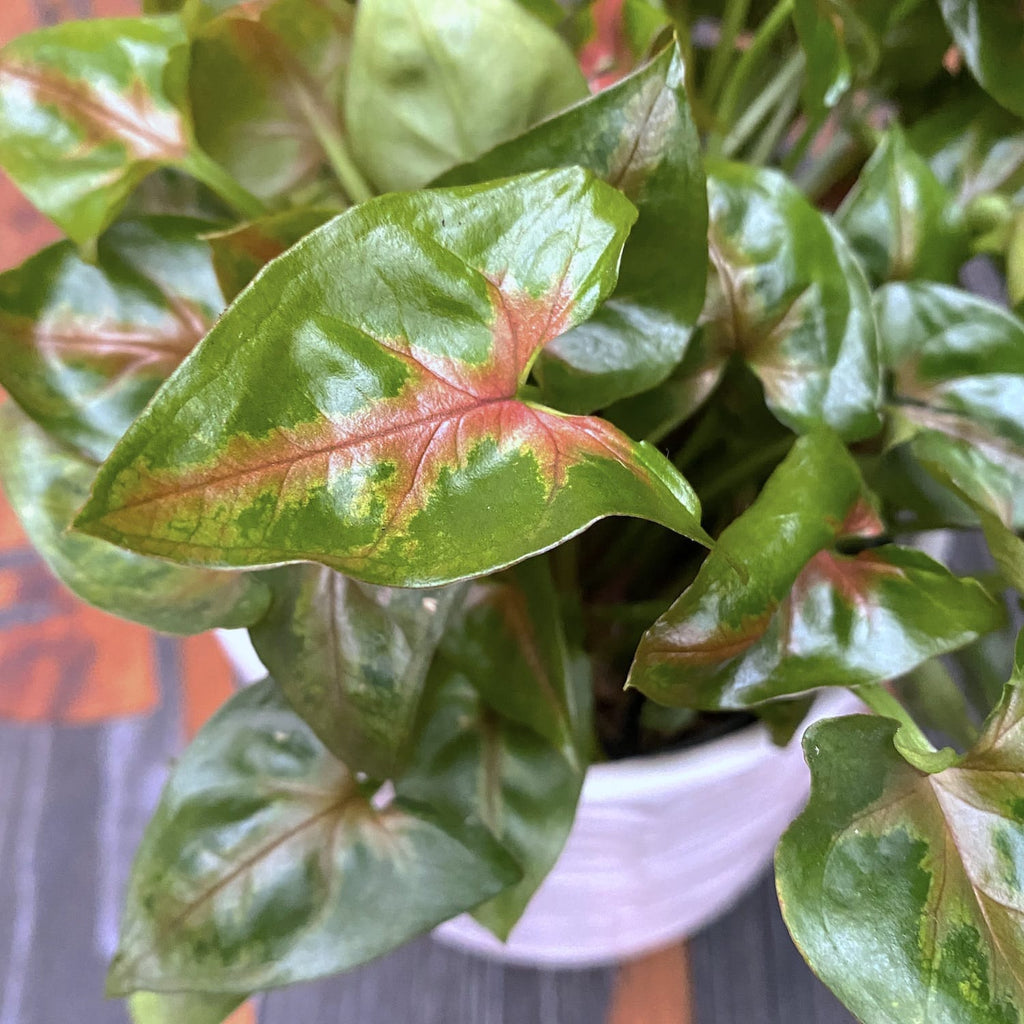 Syngonium podophyllum 'Pink Petite'