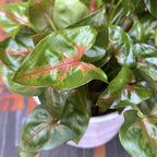 Syngonium podophyllum 'Pink Petite'