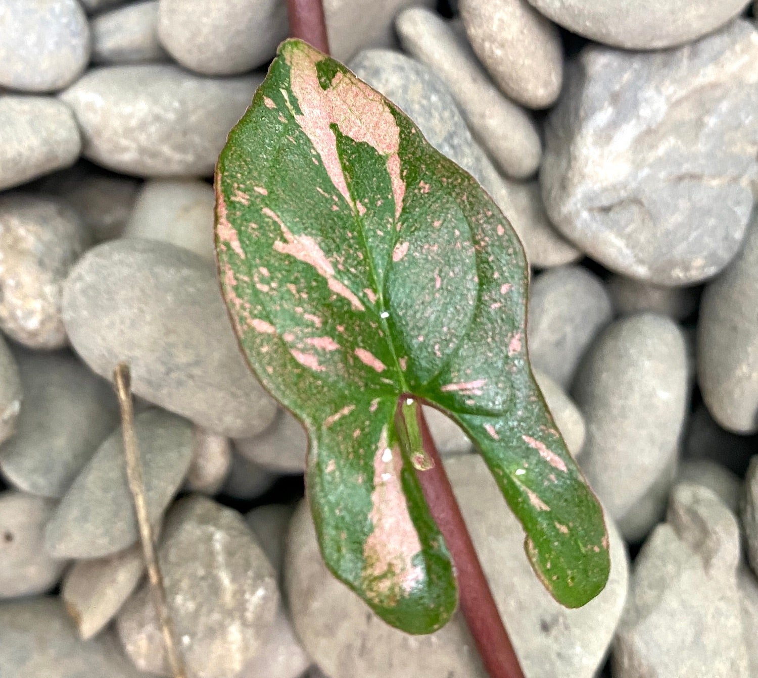 Cuttings Syngonium podophyllum 'Red Spot' (Pink Splash) (neinradacinat)