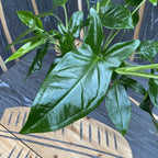 Syngonium podophyllum 'Trileaf Wonder' (3 plants/pot)