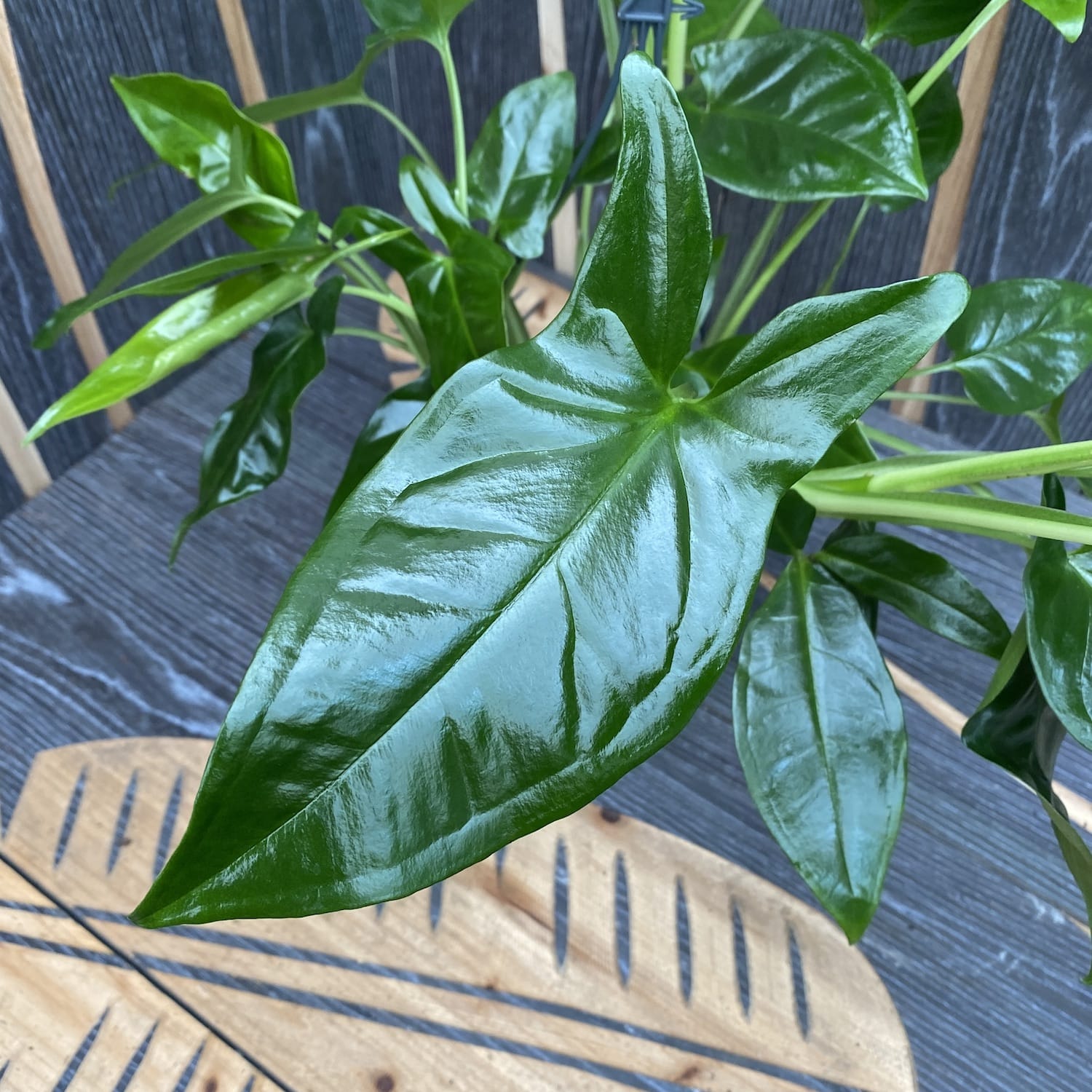 Syngonium podophyllum 'Trileaf Wonder' (3 plante/ghiveci)