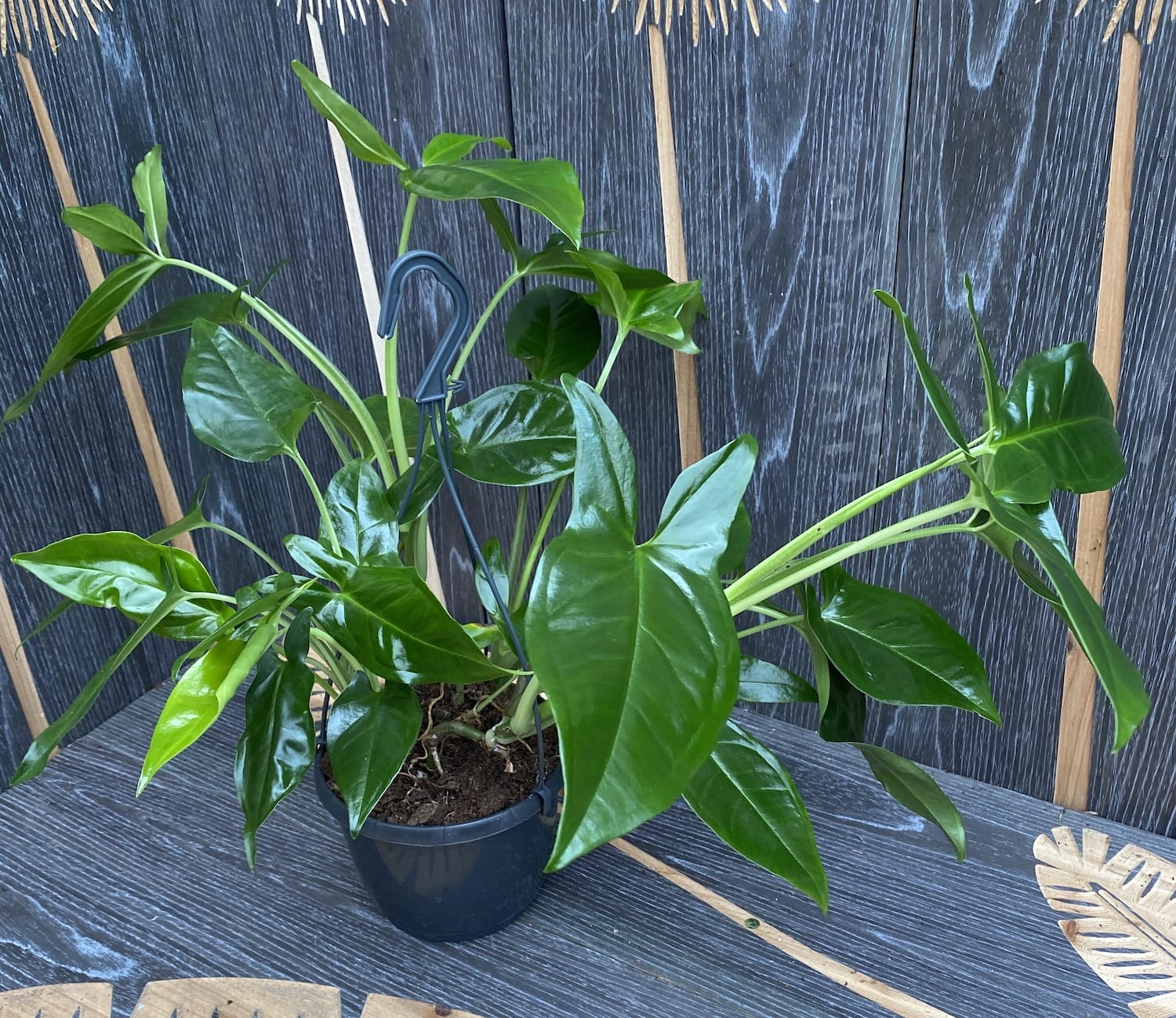 Syngonium podophyllum 'Trileaf Wonder' (3 plante/ghiveci)