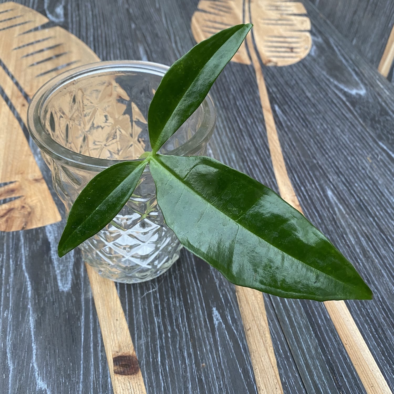 Cuttings Syngonium podophyllum 'Trileaf Wonder' (neinradacinat)
