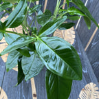 Syngonium podophyllum 'Trileaf Wonder' (3 plants/pot)