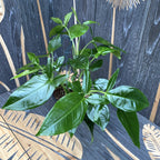 Syngonium podophyllum 'Trileaf Wonder' (3 plants/pot)